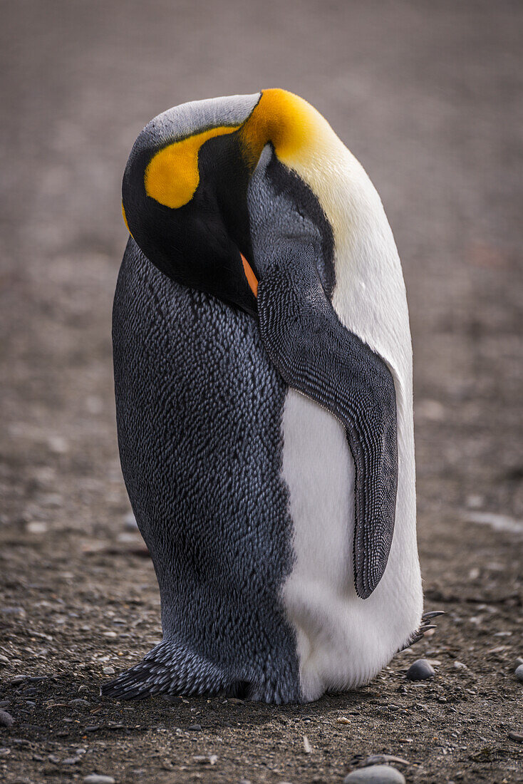 'King penguin (Aptenodytes patagonicus) asleep with head under flipper; Antarctica'