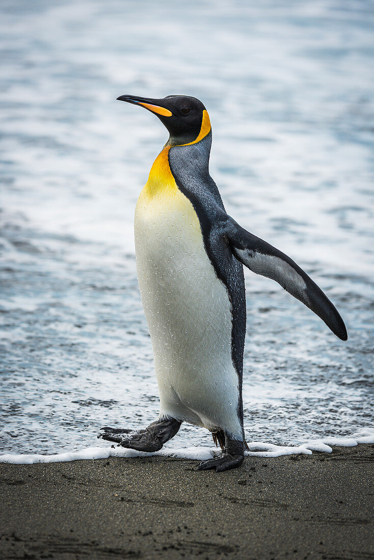 'King penguin (Aptenodytes patagonicus) on sandy beach at water's edge; Antarctica'