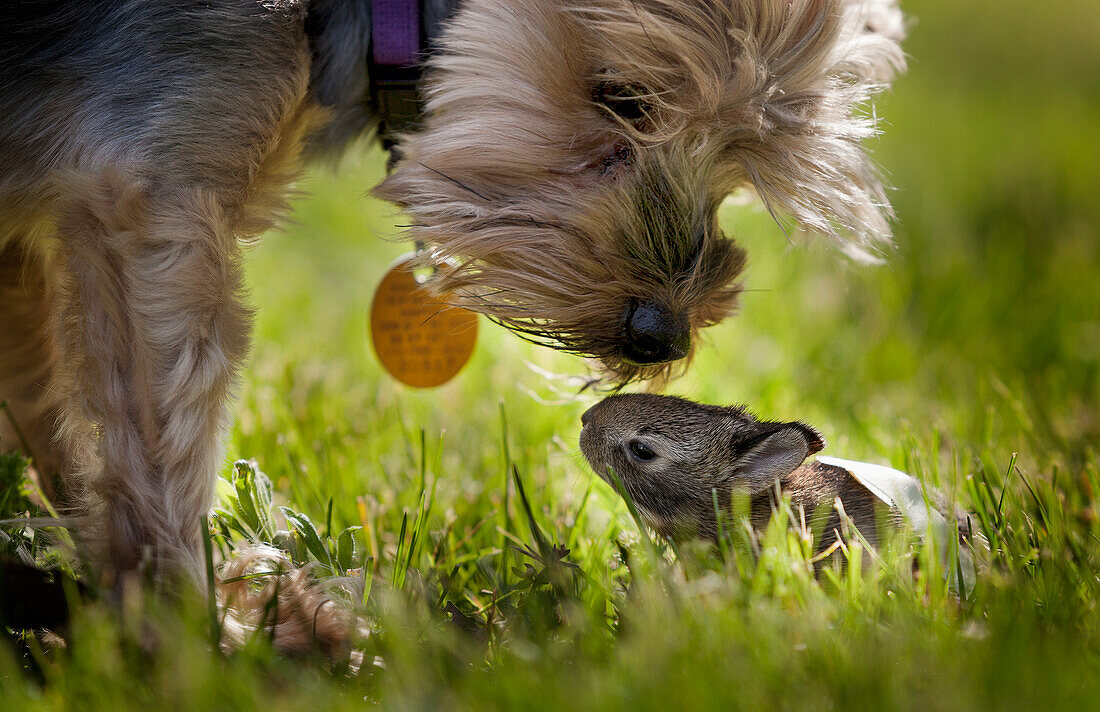 'A cute Yorkie dog sniffing a little baby bunny rabbit nestled in the grass; Kentucky, United States of America'