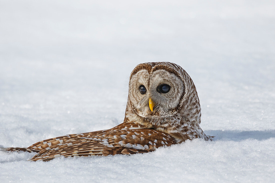 'Barred owl (Strix varia) snow bathing; Boucherville, Quebec, Canada'