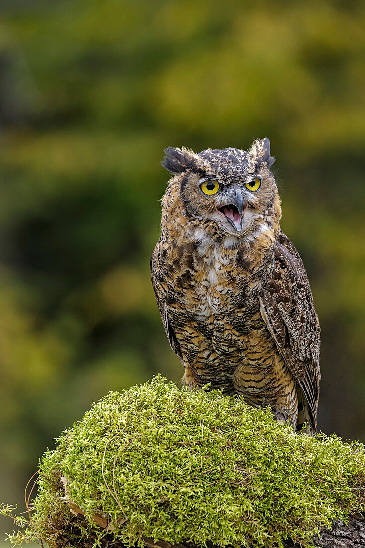 'Great horned owl (Bubo virginianus) portrait; Saint-Lazare, Quebec, Canada'