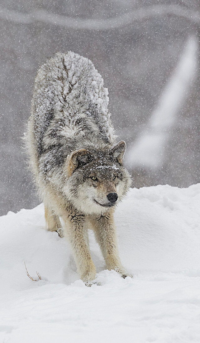 'Grey wolf (Canis lupus) stretching before playing in the snow; Montebello, Quebec, Canada'