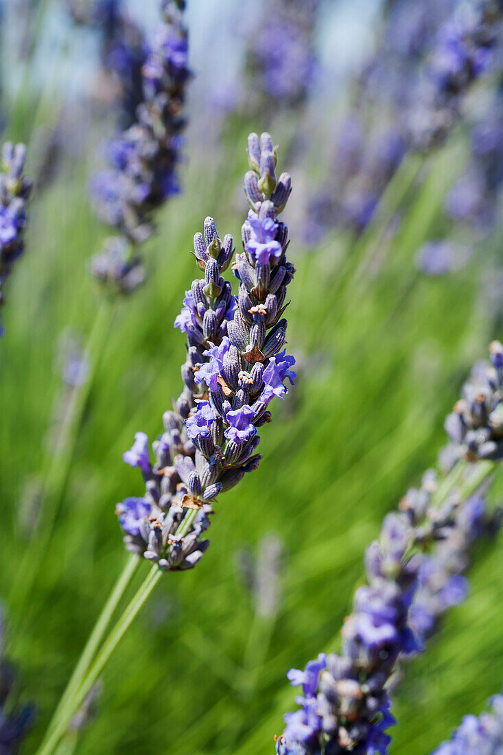 Lavendelstränge; Provence, Frankreich
