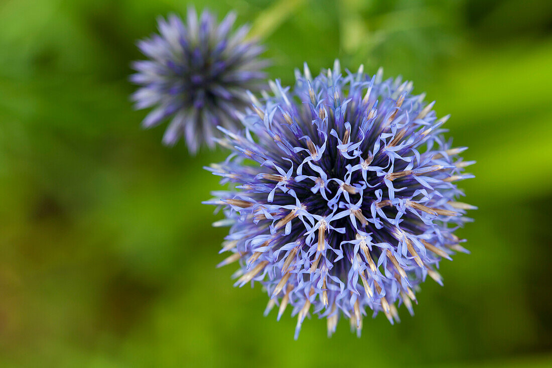 'Close up of flower with pistils; Quebec, Canada'