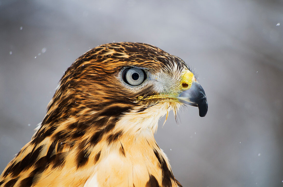 'Red-tailed Hawk (Buteo jamaicensis), Ecomuseum; Ste-Anne-de-Bellevue, Quebec, Canada'