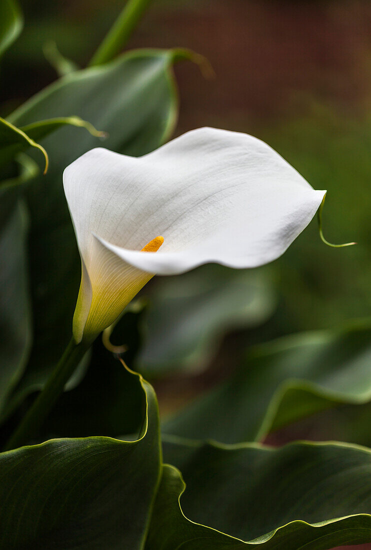 'A white Zantedeschia aethiopica, known as calla lily and arum lily; British Columbia, Canada'