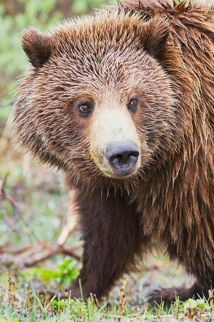 Close up of a Grizzly bear in Denali National Park & Preserve, Interior Alaska, Summer.