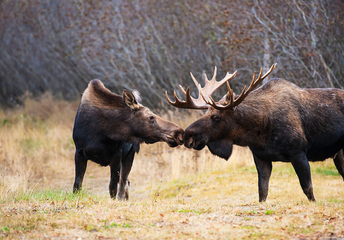 'A bull moose in rut ''kissing'' a cow moose in Kincaid Park near the Tony Knowles Coastal Trail, Anchorage Alaska, autumn  '