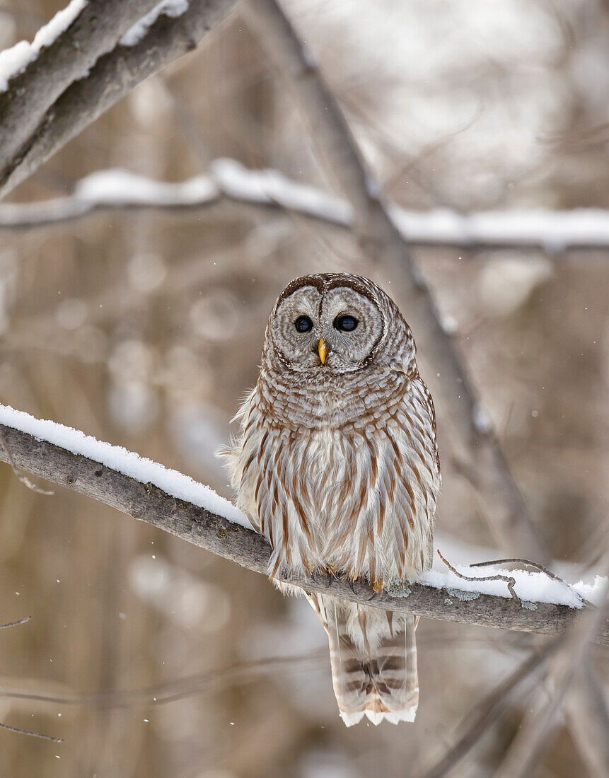 'Barred owl (Strix varia); Boucherville, Quebec, Canada'