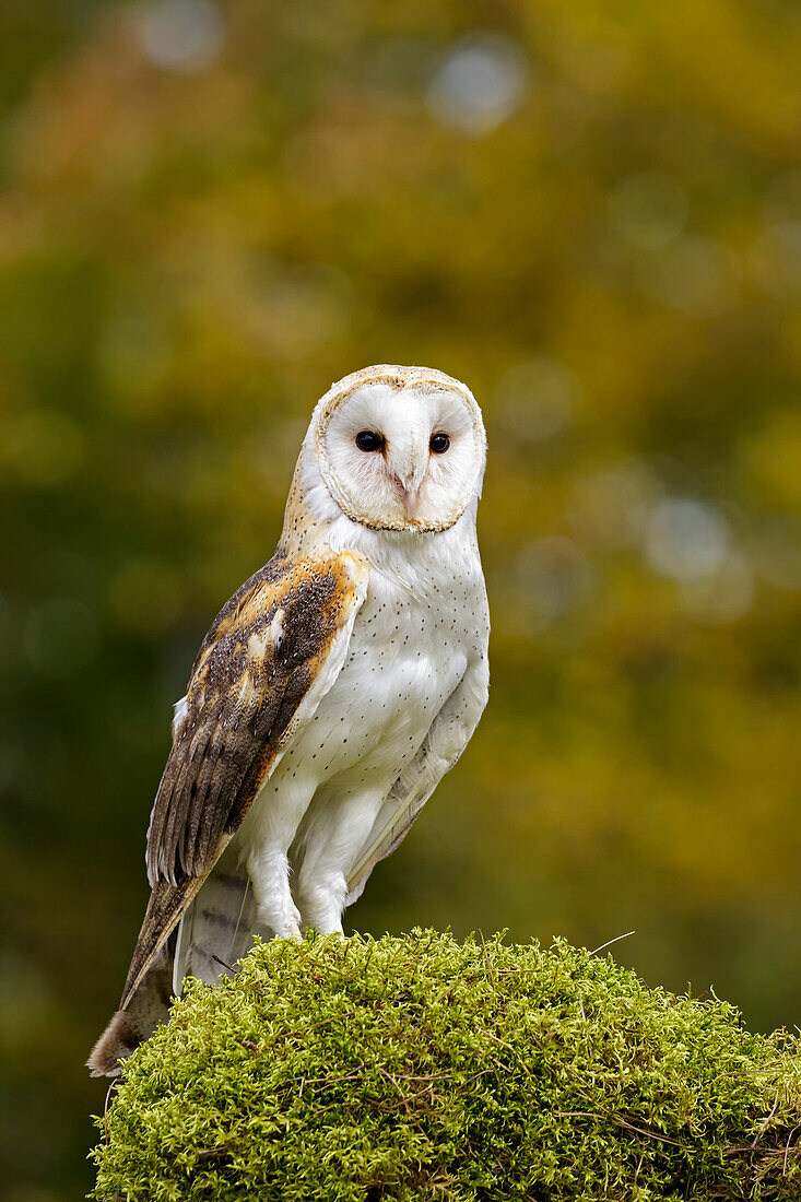 'Barn owl (Tyto alba) portrait; Saint-Lazare, Quebec, Canada'