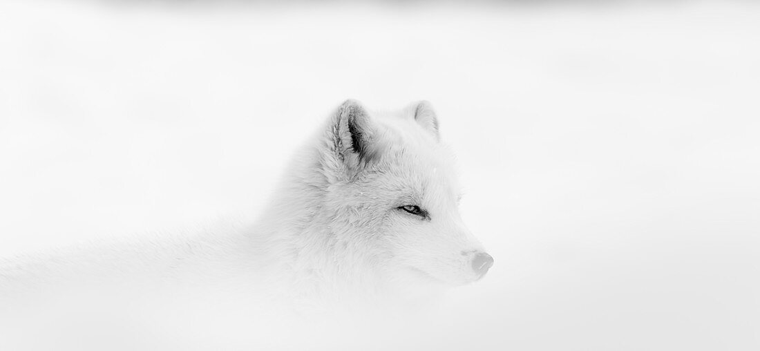 'Arctic wolf (Canis lupus arctos) during a snow storm; Montebello, Quebec, Canada'