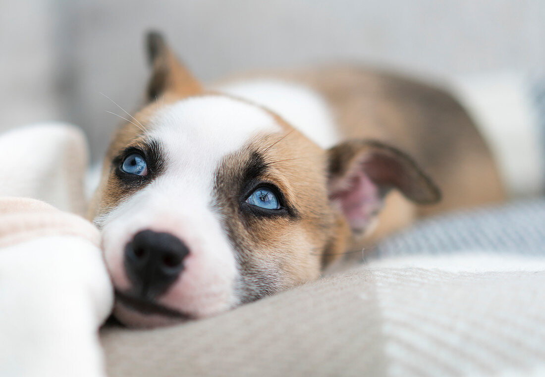'A dog with bright blue eyes resting on a checkered blanket; South Shields, Tyne and Wear, England'