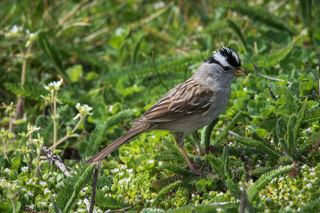 'A White-crowned sparrow (Zonotrichia leucophrys) looks for tender greens to eat; Newport, Oregon, United States of America'