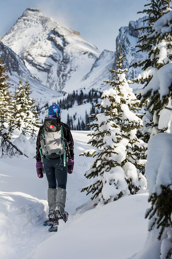 'Female snowshoer on snow trail with snow covered trees and snow covered mountains in the background with blue sky; Kananaskis Country, Alberta, Canada'