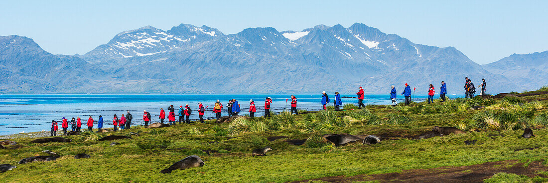 'Tourists on horizon with Antarctic fur seals (Aptenodytes patagonicus) on ground; Antarctica'