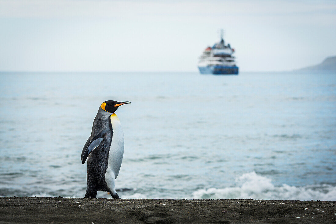 'King penguin (Aptenodytes patagonicus) walking with ship in distance; Antarctica'