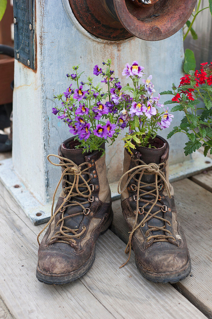 Hiking boots with flowers planted in them, Seldovia, Southcentral Alaska, Summer