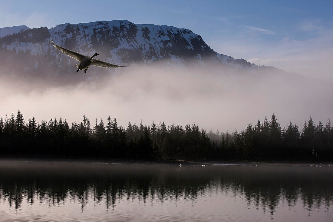 Composite. A Trumpeter swan takes off from Mendenhall Lake, heading north during Spring migration, Tongass Forest, Alaska.