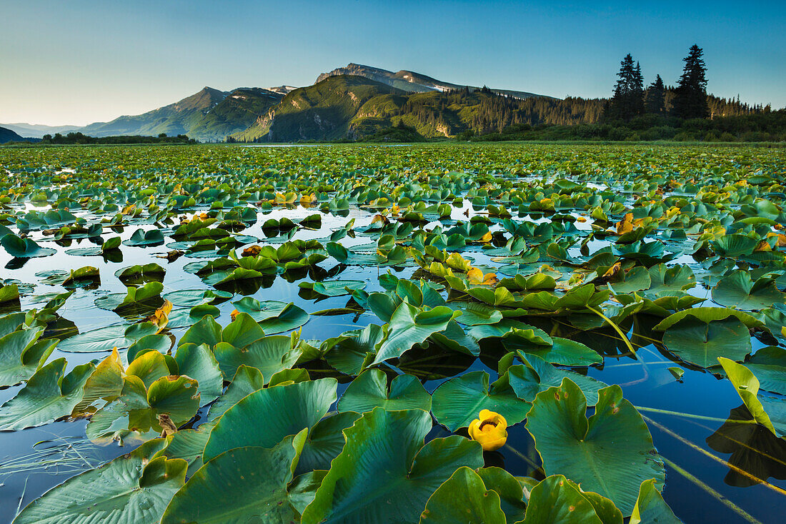 Blooming lily pads cover the surface of Silver Salmon Lake in Lake Clark National Park & Preserve, Alaska.