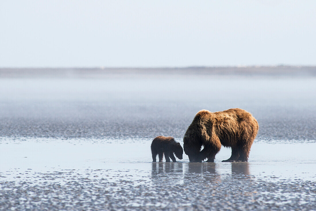 A brown bear sow and her spring cub dig for clams in the mudflats at low tide in Lake Clark National Park & Preserve, Alaska.