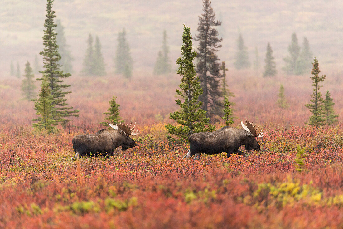 A pair of bull moose wander through a sparse taiga forest in Denali National Park & Preserve, Interior Alaska, Autumn