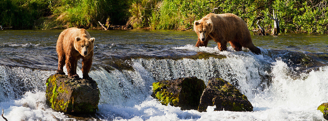 Brown bears (Ursus arctos) standing at Brooks Falls while fishing for sockeye salmon, Katmai National Park and Preserve, Southwest Alaska