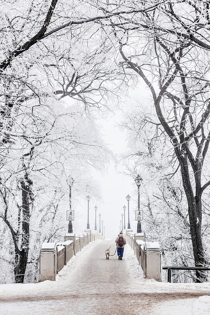 'Walking a dog over footbridge on a frosty winter day in Assiniboine Park; Winnipeg, Manitoba, Canada'