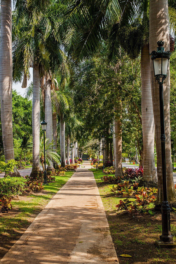 'Path lined with palm trees and lamp posts; Playa del Carman, Quintana Roo, Mexico'