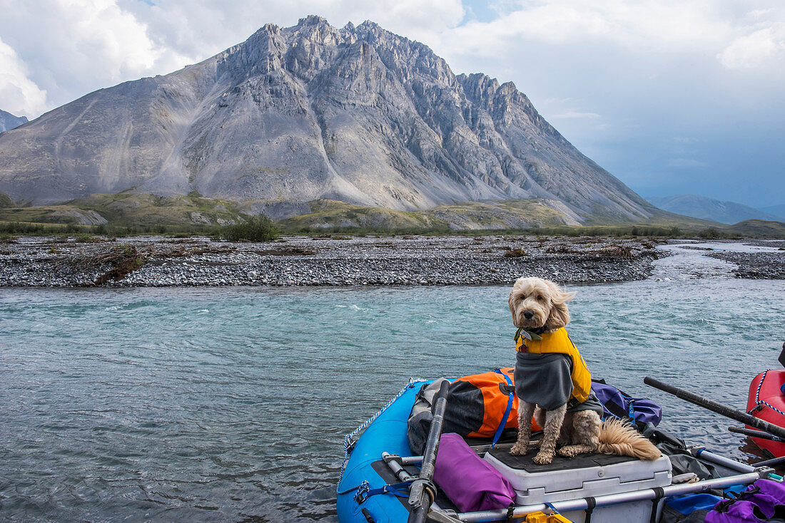 Golden doodle sits in a raft along the Marsh Fork of the Canning River in the Arctic National Wildlife Refuge, Summer, Alaska