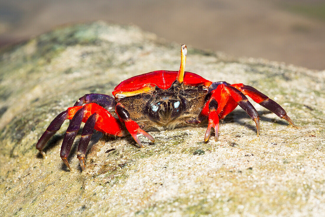 'Female fiddler crab (Uca sp); Island of Yap, Micronesia'