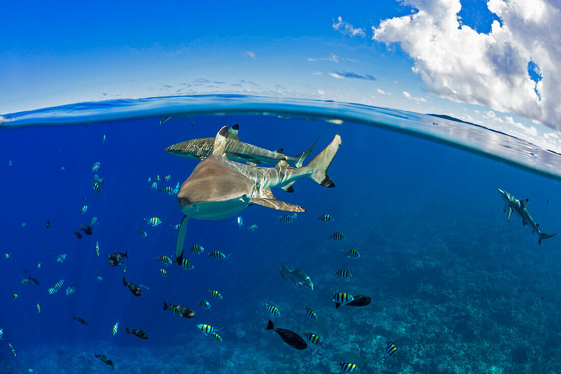 'Blacktip reef sharks (Carcharhinus melanopterus) just below the surface off the island of Yap; Yap, Micronesia'