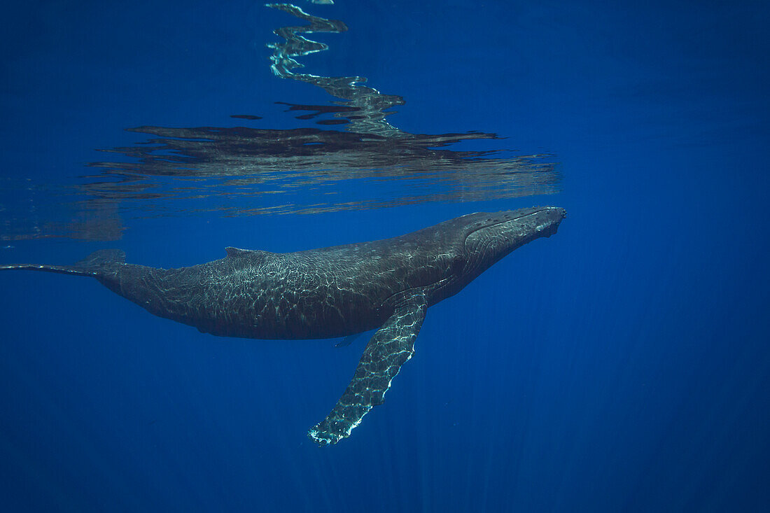 'Humpback whale (Megaptera novaeangliae) underwater; Hawaii, United States of America'