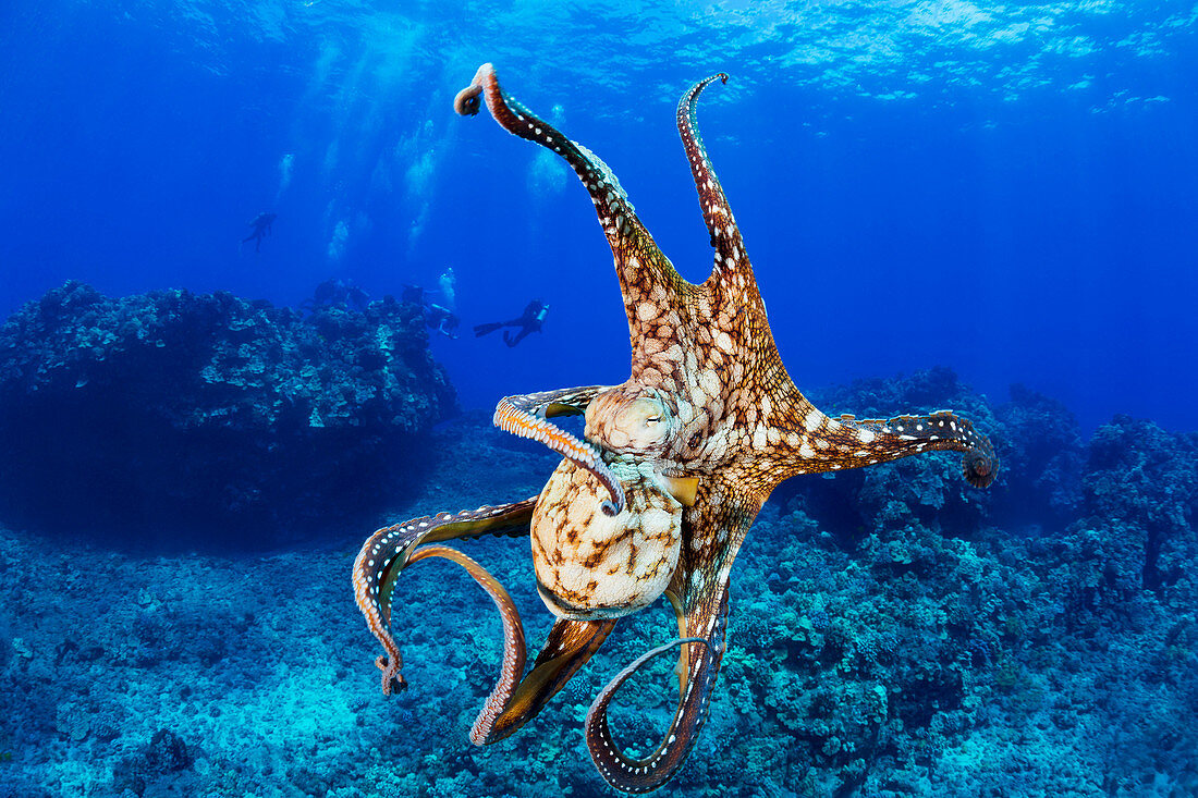'A Day octopus (Octopus cyanea) with divers in the background; Hawaii, United States of America'