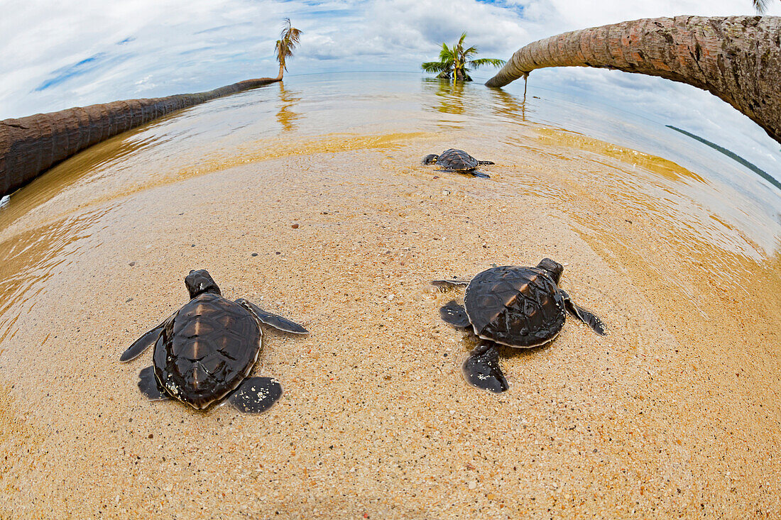 'Three newly hatched baby green sea turtles (Chelonia mydas), an endangered species, makes thier way across the beach to the ocean off the island of Yap; Yap, Micronesia'