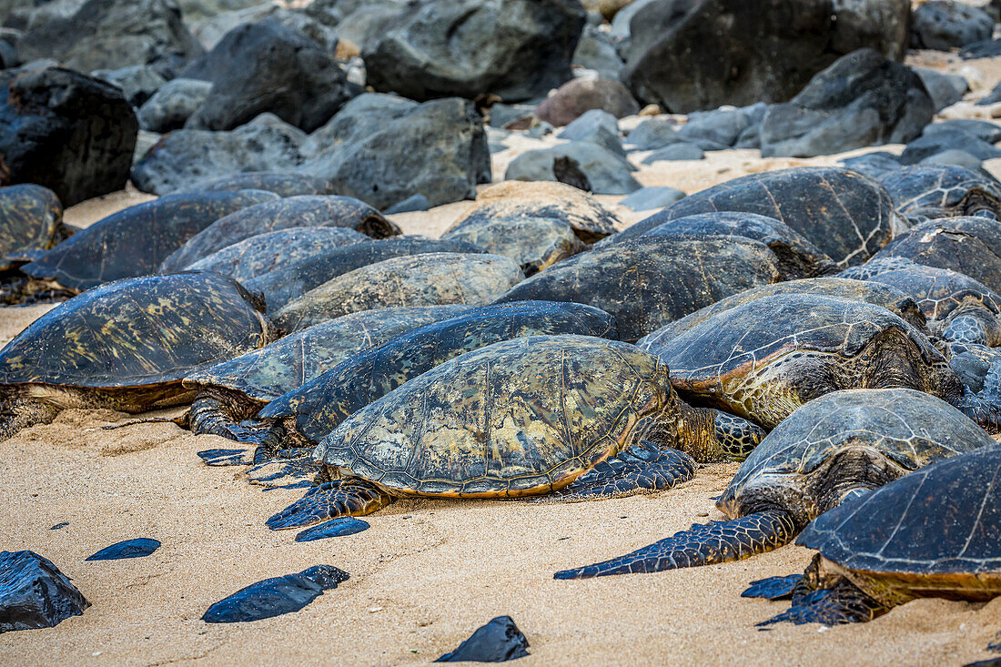 'Green sea turtles (Chelonia mydas), an endangered species, have pulled out of the water onto Ho’okipa Beach; Maui, Hawaii, United States of America'