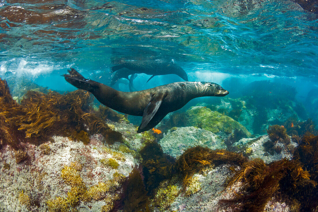 'Young Guadalupe Fur Seal (Arctocephalus townsendi) photographed in the shallows off Guadalupe Island; Guadalupe Island, Mexico'