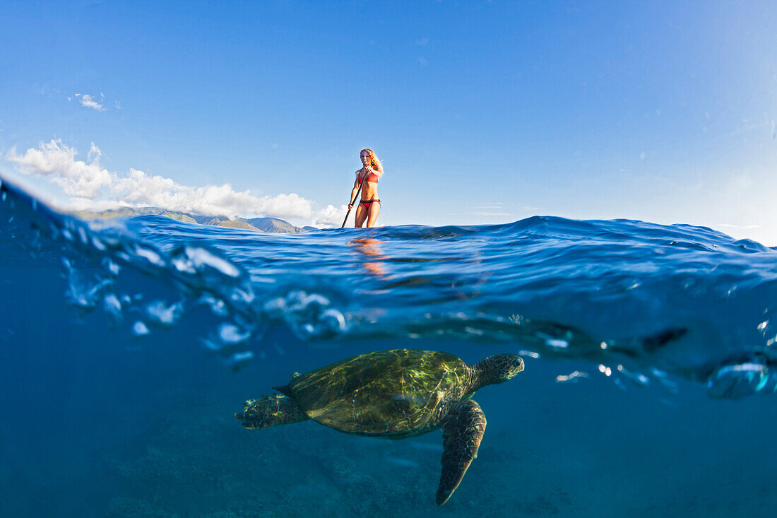 'A green sea turtle (Chelonia mydas) an endangered species, below a surf instructor on a stand-up paddle board; Maui, Hawaii, United States of America'