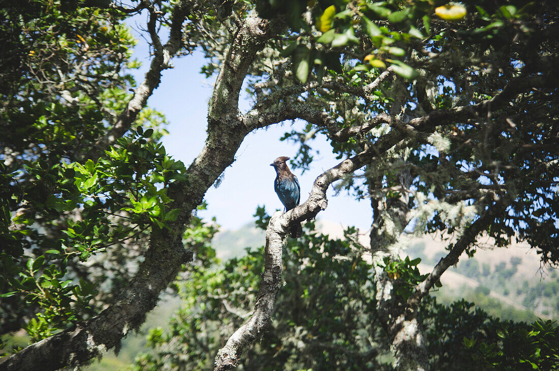 Steller's Jay Perched on Tree, Big Sur, California, USA