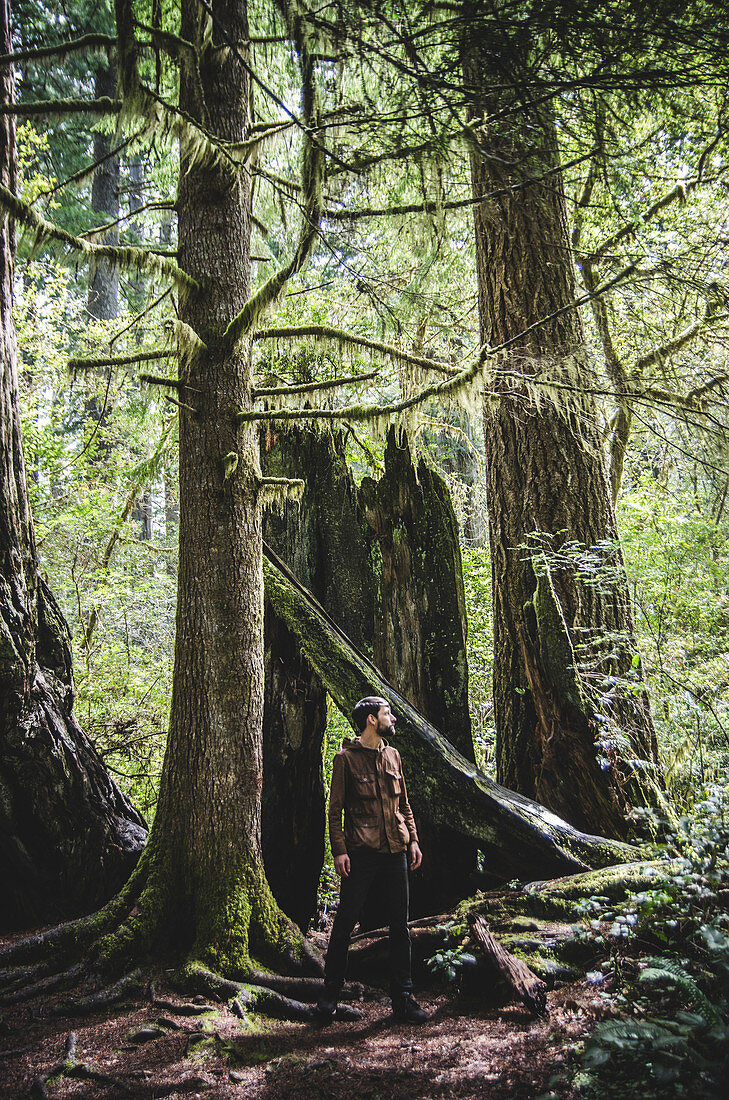 Young Man Looking Around in Redwood National and State Park, California, USA