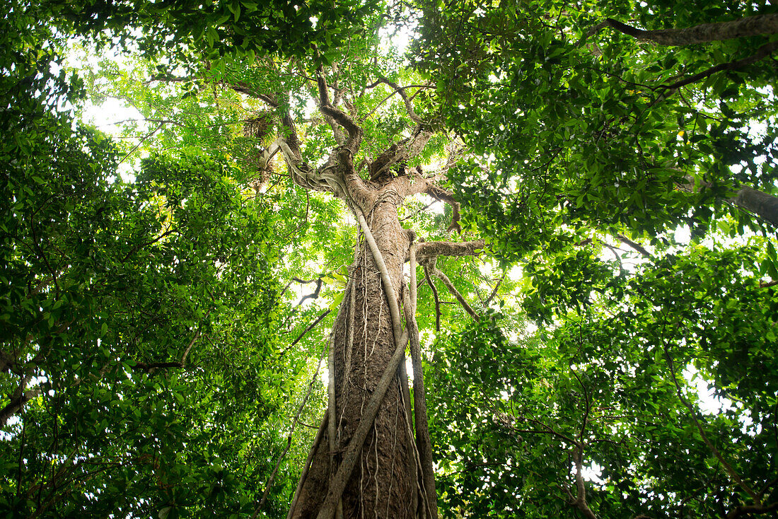 Urwaldriese in der Mossman Gorge, Queensland, Australien