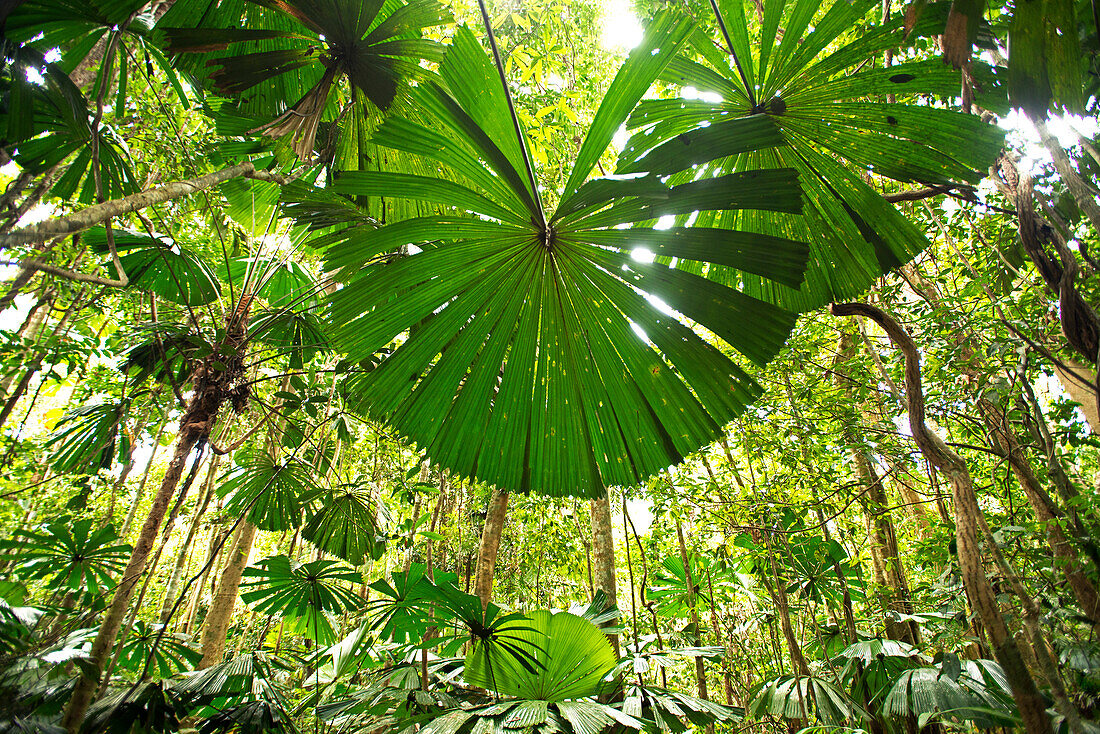 Fächerpalmen im Tieflandregenwald im Daintree National Park, Queensland, Australien