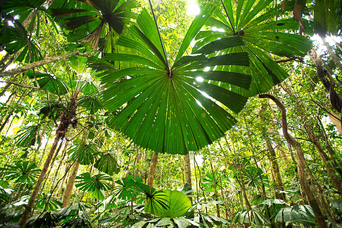 Fan palms in the lowland rainforest of the Daintree National Park, Daintree National Park, Queensland