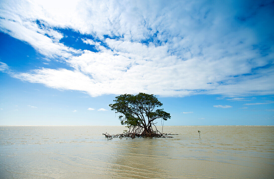 Mangrove entlang der Küste des Daintree Nationalparks, vom Bloomfield Track aus gesehen, Queensland, Australien