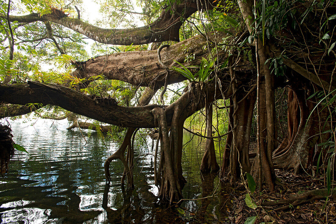 Giant tree on the banks of Lake Echam, a crater lake, Atherton Tablelands, Queensland
