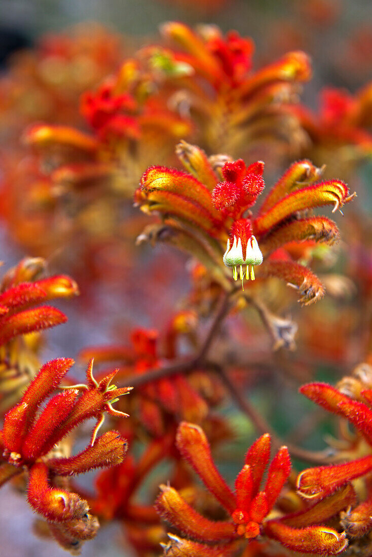 The flowers of the kangaroo paw in Kings Park
