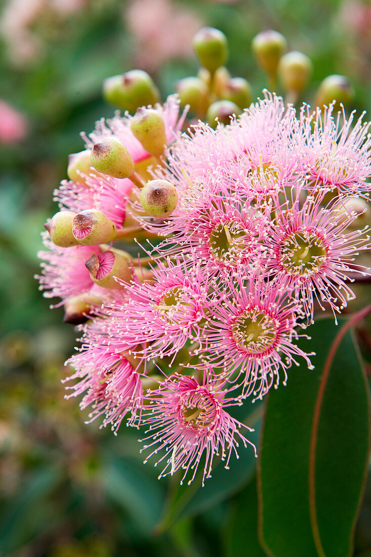 Flowering eucalypt in Kings Park