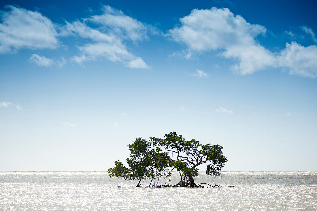 Mangrove along the coast of the Daintree National Park, seen from the Bloomfield Track, Daintree National Park/South Cowrie Beach, Queensland