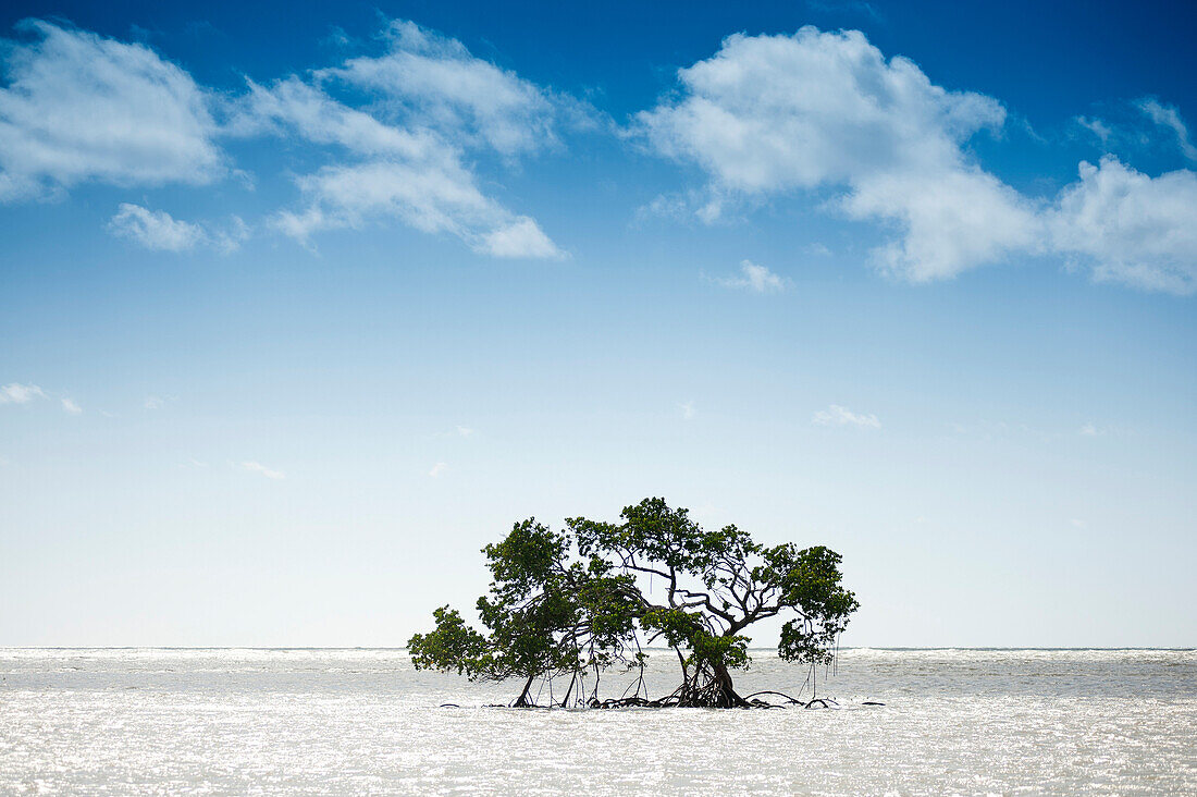 Mangrove entlang der Küste des Daintree Nationalparks, vom Bloomfield Track aus gesehen, Queensland, Australien