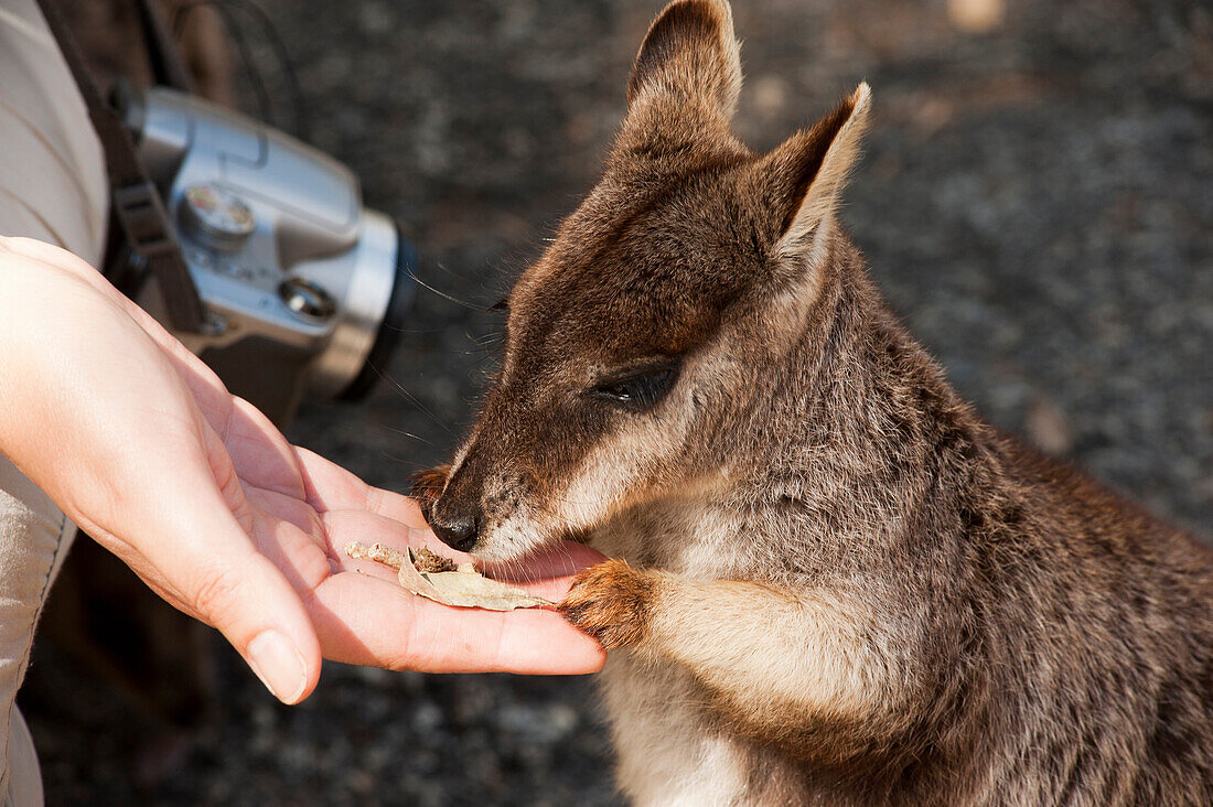 Im privaten Naturschutzgebiet Granite Gorge können die seltenen Mareeba Felsenwallabies houtnah erlebt werden, Queensland, Australien