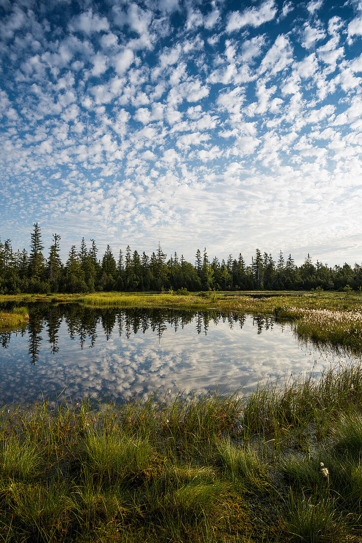 Wildseemoor, between Bad Wildbad and Gernsbach, Black Forest, Baden-Wuerttemberg, Germany